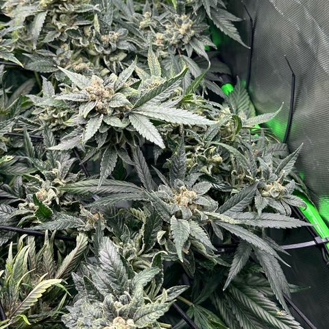 MiscxLAZ #08 C #1 growlog timeline photo