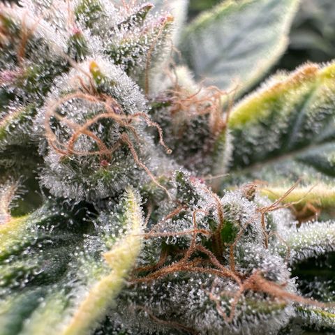 CxLAZ #20 C1 25g growlog timeline photo