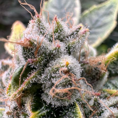 CxLAZ #20 C1 25g growlog timeline photo