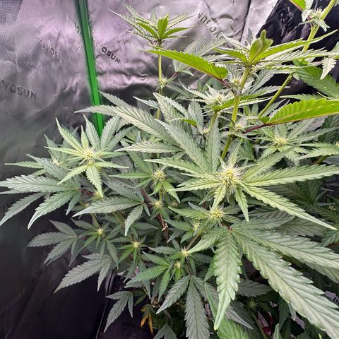 CxLAZ #15 C #1 growlog timeline photo