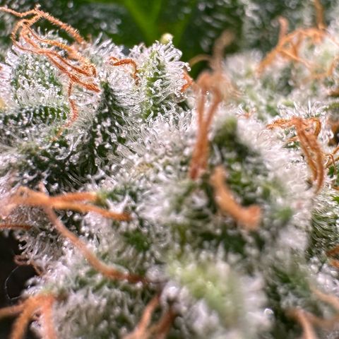 Fuel D.OG #1 Female 47.36g growlog timeline photo