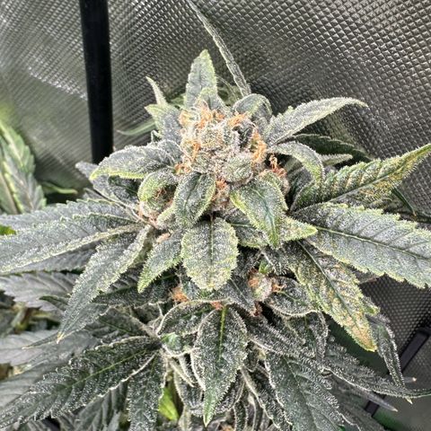 MiscxLAZ #08 C #1 growlog timeline photo