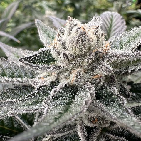 MiscxLAZ #29 C growlog timeline photo