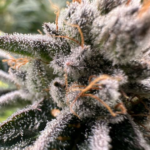 MiscxLAZ #26 C #1 47.15g growlog timeline photo