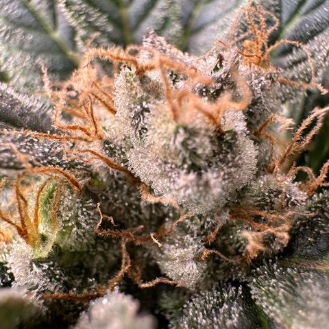 Fuel D.OG #2 Female 49.44g M growlog timeline photo