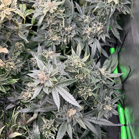MiscxLAZ #08 C #1 growlog timeline photo