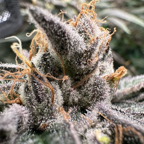 CxLAZ #03 C #1 58.58g growlog timeline photo