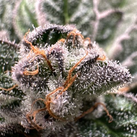 MiscxLAZ 5-4 34.63g growlog timeline photo