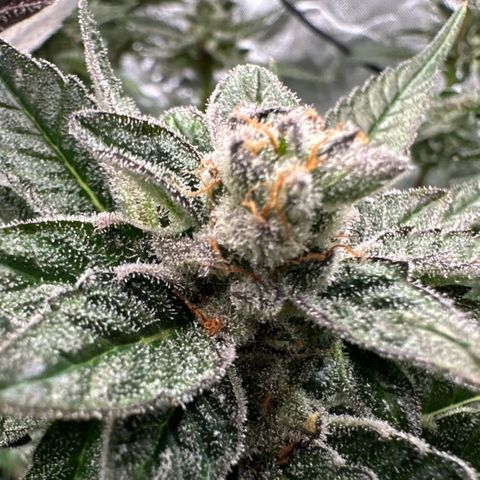 MiscxLAZ 5-4 34.63g growlog timeline photo