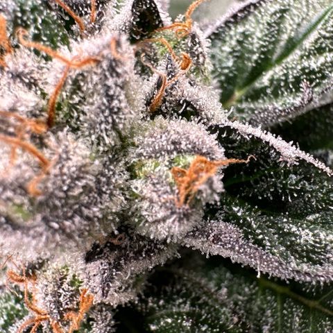 MiscxLAZ 5-4 34.63g growlog timeline photo