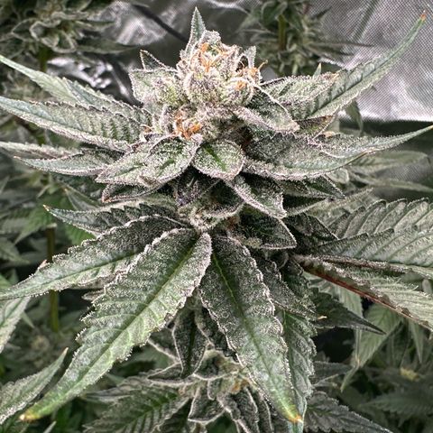 MiscxLAZ 5-4 34.63g growlog timeline photo