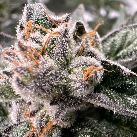 MiscxLAZ 5-4 34.63g growlog timeline photo
