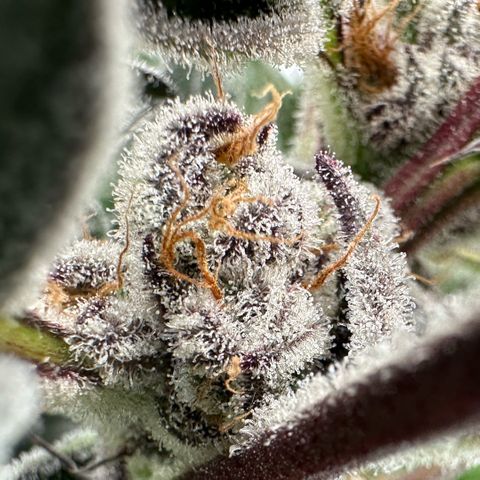 MiscxLAZ #37 C growlog timeline photo
