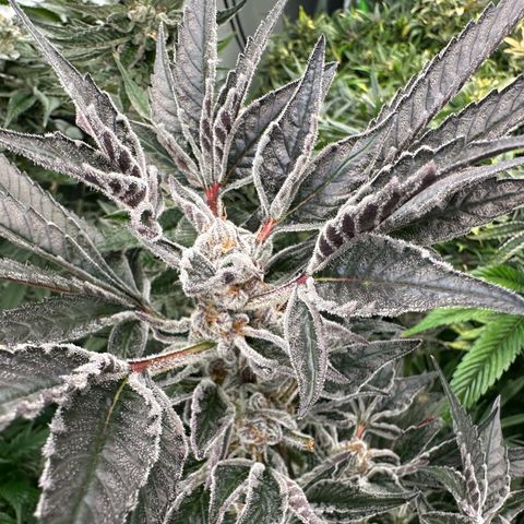 MiscxLAZ #37 C growlog timeline photo