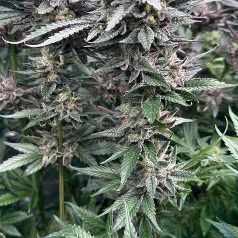CxLAZ #03 C #1 58.58g growlog timeline photo