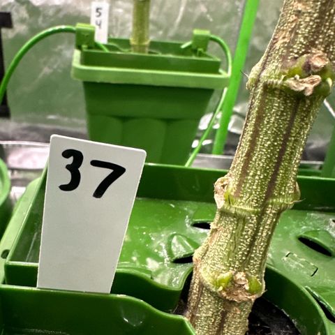 MiscxLAZ #37 C growlog timeline photo