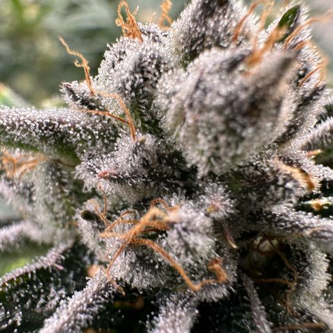 MiscxLAZ #26 C #1 47.15g growlog timeline photo
