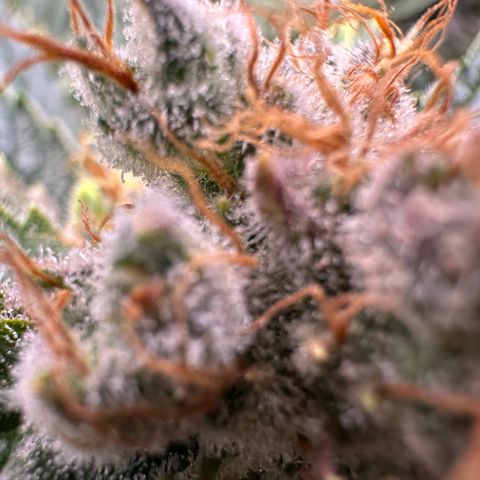 Fuel D.OG #1 Female 47.36g growlog timeline photo