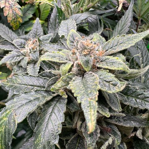 MiscxLAZ #08 C #1 growlog timeline photo