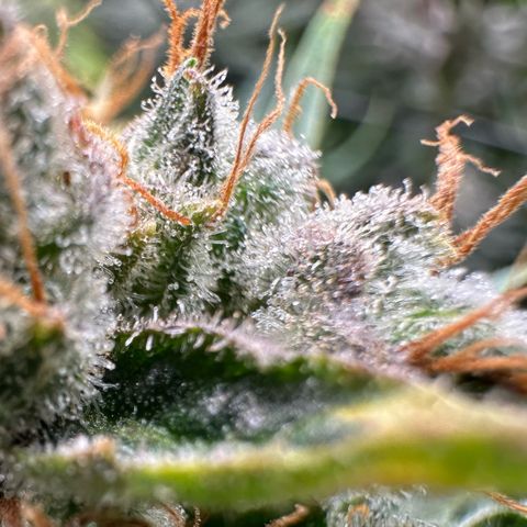 Fuel D.OG #1 Female 47.36g growlog timeline photo