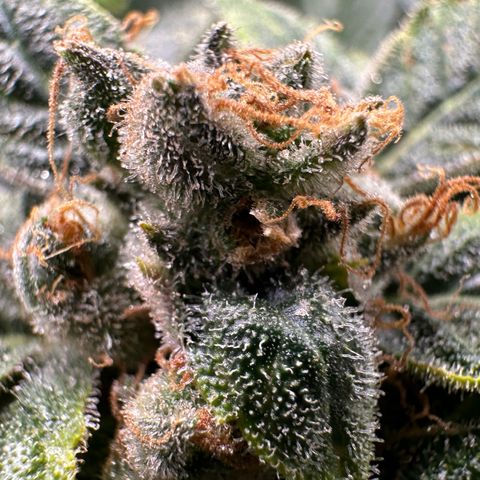 MiscxLAZ #08 C #1 growlog timeline photo