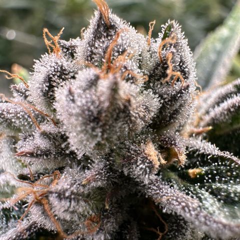 MiscxLAZ #26 C #1 47.15g growlog timeline photo