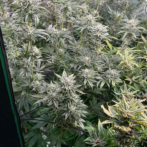 MiscxLAZ #26 C #1 47.15g growlog timeline photo