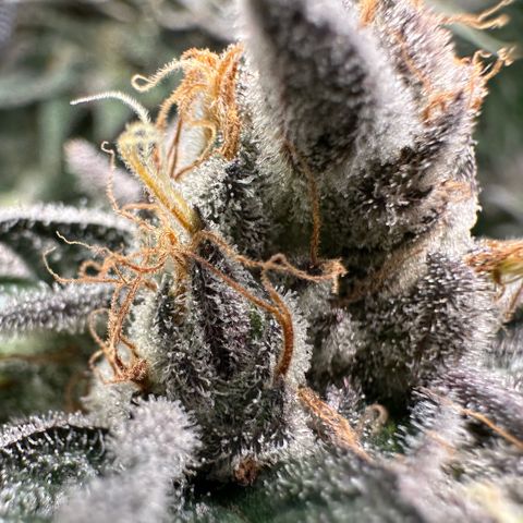 CxLAZ #03 C #1 58.58g growlog timeline photo