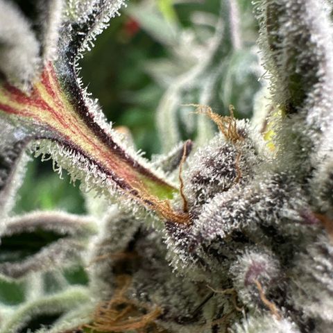 MiscxLAZ #37 C growlog timeline photo