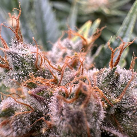 Fuel D.OG #1 Female 47.36g growlog timeline photo