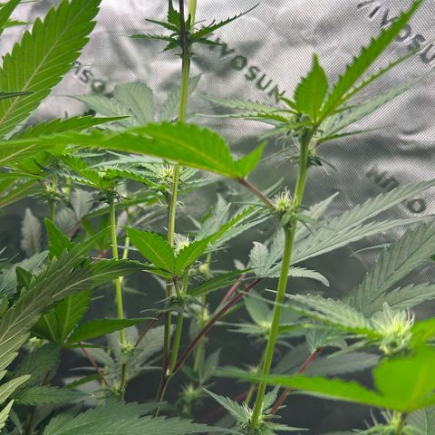 CxLAZ #15 C #1 growlog timeline photo