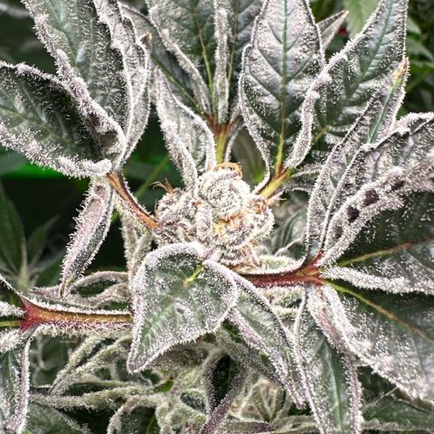 MiscxLAZ #37 C growlog timeline photo