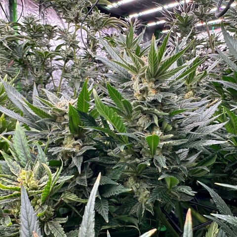 Fuel D.OG #2 Female 49.44g M growlog timeline photo