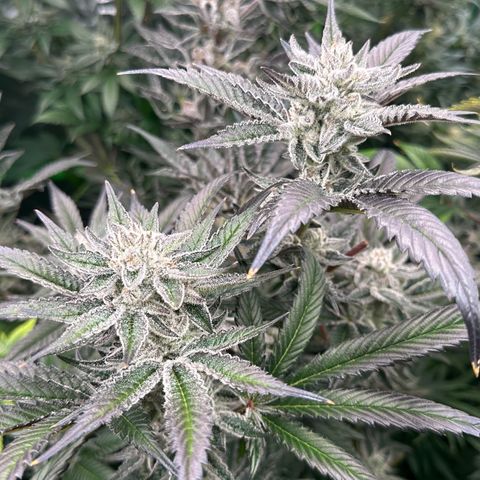 MiscxLAZ #29 C growlog timeline photo