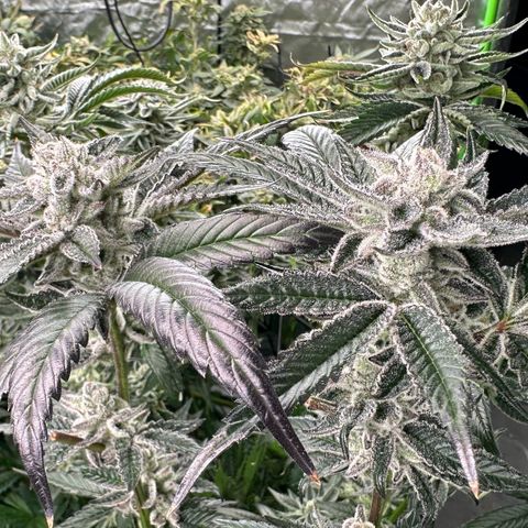 MiscxLAZ #29 C growlog timeline photo