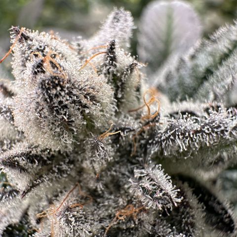 MiscxLAZ #29 C growlog timeline photo