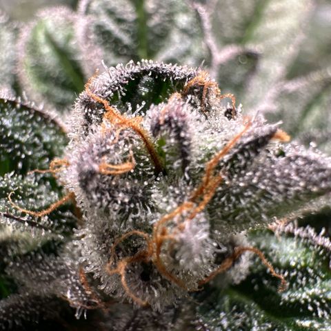 MiscxLAZ 5-4 34.63g growlog timeline photo