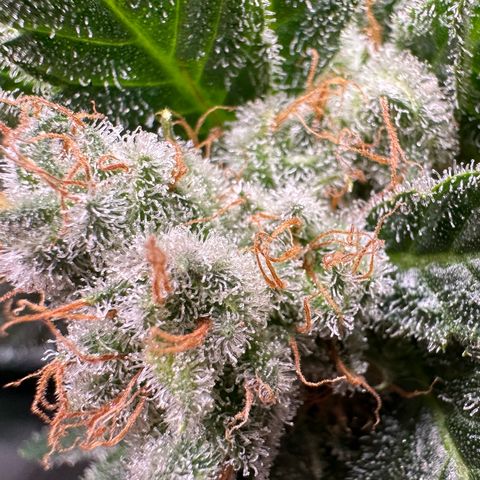 Fuel D.OG #1 Female 47.36g growlog timeline photo