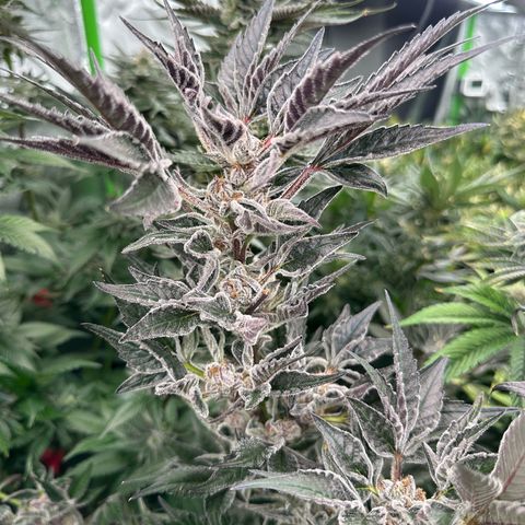 MiscxLAZ #37 C growlog timeline photo