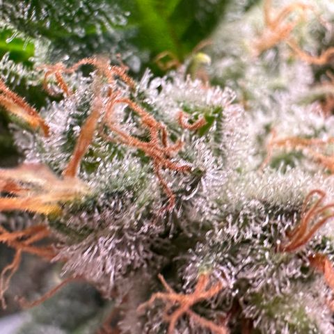 Fuel D.OG #1 Female 47.36g growlog timeline photo