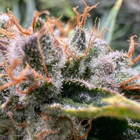Fuel D.OG #1 Female 47.36g growlog timeline photo