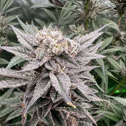MiscxLAZ #22 C 42.33g growlog timeline photo