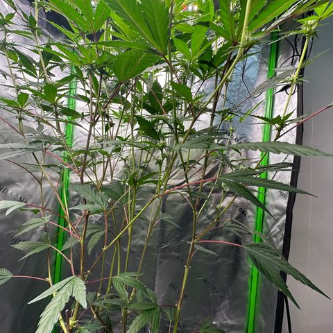 CxLAZ #15 C #1 growlog timeline photo