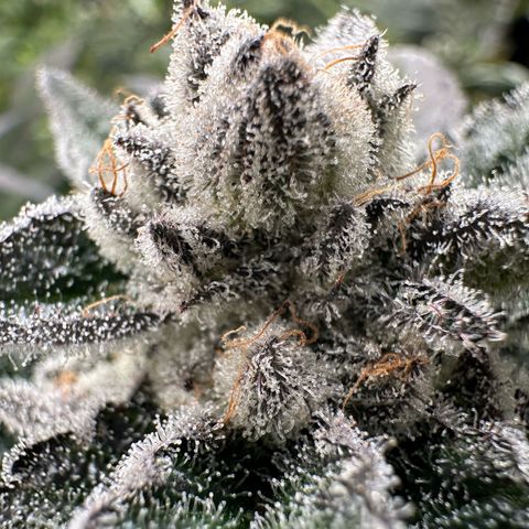MiscxLAZ #29 C growlog timeline photo