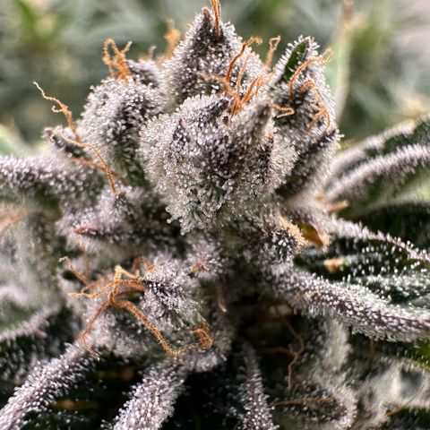 MiscxLAZ #26 C #1 47.15g growlog timeline photo