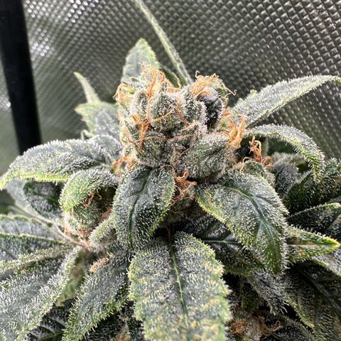 MiscxLAZ #08 C #1 growlog timeline photo