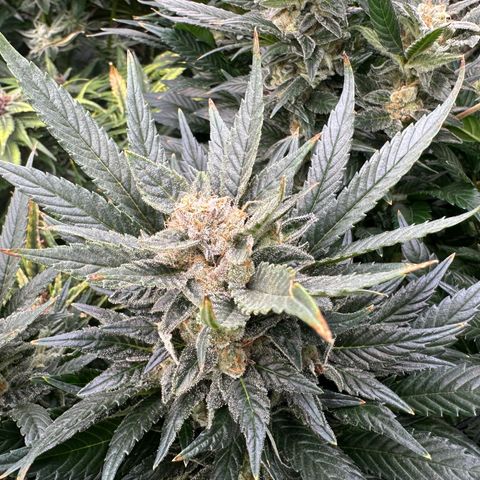 Fuel D.OG #2 Female 49.44g M growlog timeline photo