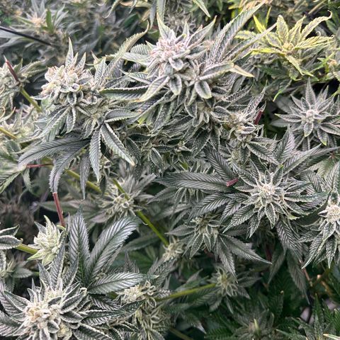MiscxLAZ #26 C #1 47.15g growlog timeline photo
