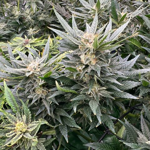 Fuel D.OG #2 Female 49.44g M growlog timeline photo