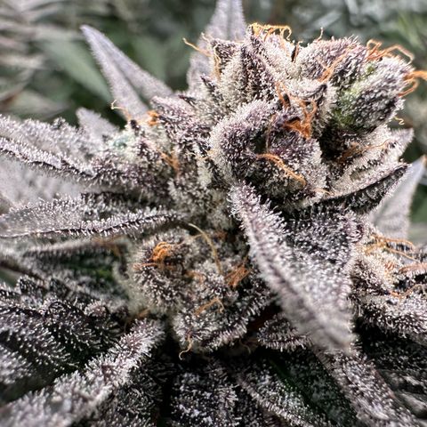 MiscxLAZ #22 C 42.33g growlog timeline photo